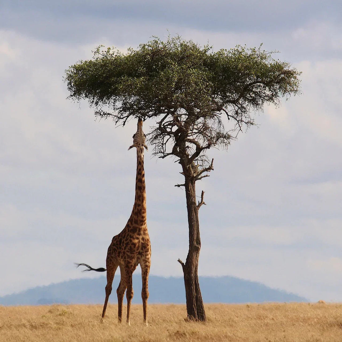 Wildlife Photography Tips: How to Shoot Great Photos of Animals